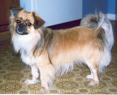Side view - A longhaired, tan with white, grey and black Peek-A-Pom is standing across a tiled floor and it is looking forward. Its tail has longer hair on it and is curled up over its back.