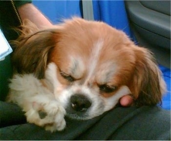 Close up head shot - A red with white Peke-A-Pap puppy is sleeping in the lap of a person in green pants inside of a car.