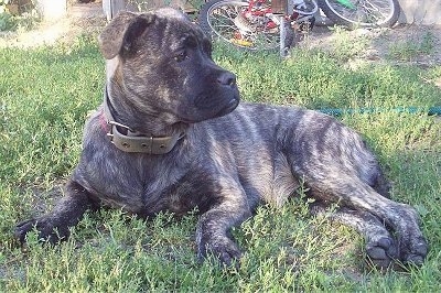 Side view - A black brindle with white Perro de Presa Malloquin dog is laying out in grass and it is looking to the right.