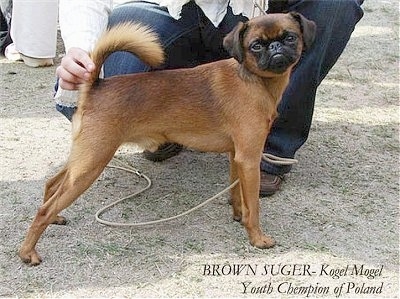 A brown with black Belgian Griffon is standing in brown grass being posed in a stack by a person behind it