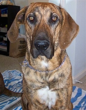 Front view upper body shot - A brown brindle with white Plott Hound is sitting on a blue and white towel. It is looking forward.