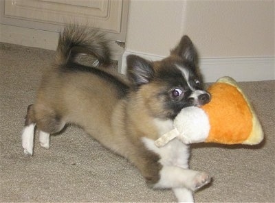 Action shot - A tan with black and white Pomchi puppy is running across a carpet with a plush orange yellow and white Halloween candy corn toy in its mouth. Its front paw is in the air.