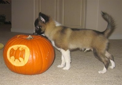 A tan with black and white Pomchi puppy is smelling a carved pumpkin on a tan carpet. Its tail is up in the air.