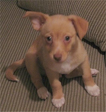 A shorthaired tan with white Pomchi puppy is sitting on a tan striped couch and it is looking up. Its right ear is flopped down and the left one is almost standing up but folded over at the tip. It has white paws.