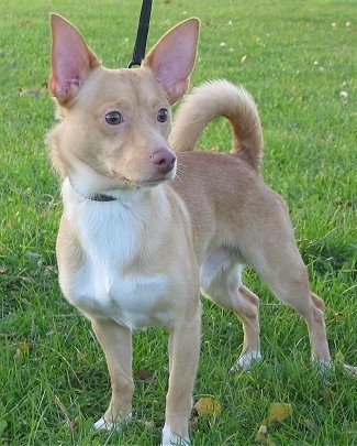 A perk-eared, short-haired tan with white Pomchi is standing in grass and it is looking to the right. Its ears are large and its tail is curled up over its back. It has a white chest.