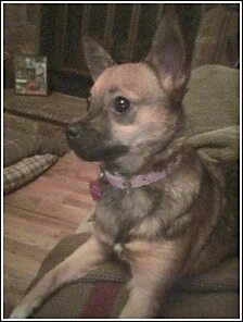 Front side view - A perk-eared, shorthaired, black and tan Pomerat dog is laying on a blanket that is on a couch looking to the left.