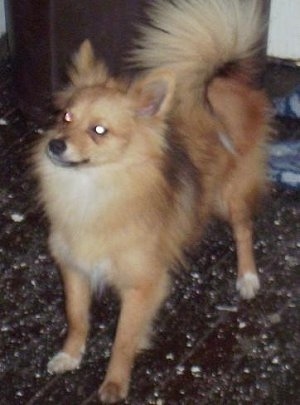 Poshies Dog Breed Pictures, 1