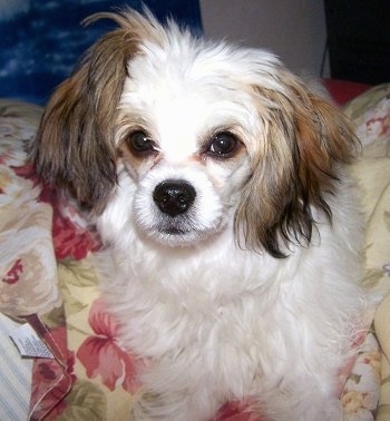 Close up - A white with brown Powderpap is sitting on a bed and it is looking forward. Its hair is not shave.