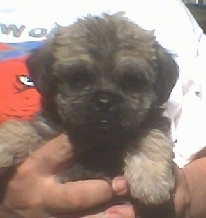 Close up - A wavy-coated, tan with black Pug-a-Poo puppy is being held up to the chest of a person standing outside.