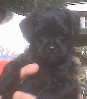 Close up - A black Pug-a-Poo puppy is being held in the air outside by a person's hands.