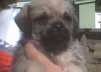 Close up front view - A tan with black Pug-a-Poo puppy is being held in the air by a persons hand.