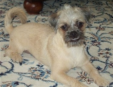 pug poodle mix