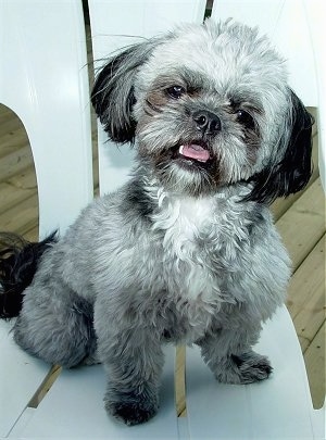 pug poodle mix