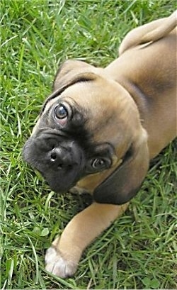 Top down view of a tan with black Puggle puppy that is standing in grass and it is looking up.