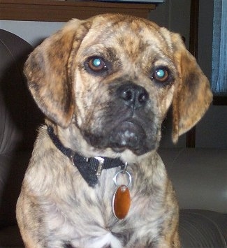 brindle puggle puppies