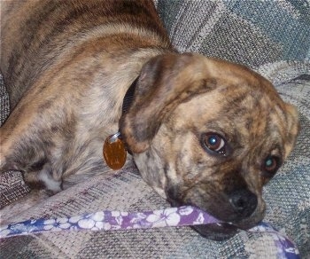 brindle puggle puppies