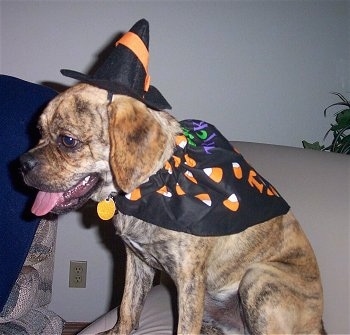 The left side of a brindle Puggle that is sitting on the arm of a couch, it is looking down and to the left, its dressed as a candy corn witch, its mouth is open and tongue is out.