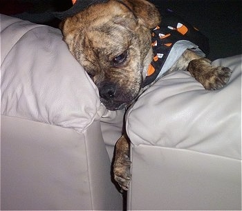 Close up front view head and paw shot - A brown brindle Puggle dog is laying in between two chairs. It is wearing a candy corn cape.