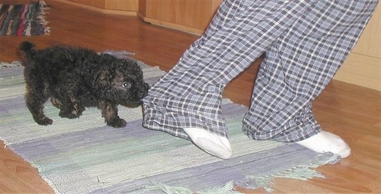 A black Puli puppy is pulling on a person's pants leg. The person is wearing blue plaid pants.