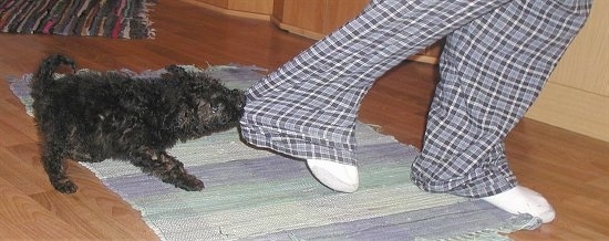A black Puli puppy is pulling on a person's blue plaid pant leg as the person pulls their leg back on top of a small throw rug on a hardwood floor.