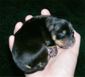 newborn miniature pinscher puppies