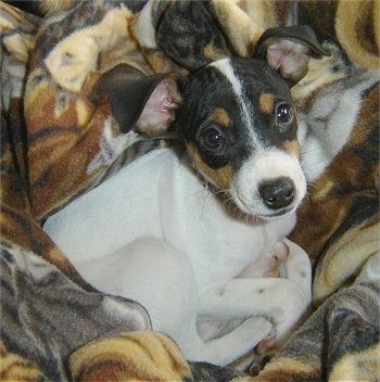 Close up - A shorthaired, white with black and tan Rat-Cha puppy is laying in an earthy colored blanket and it is looking up. Its body is white and its head is black tan and white. Its ears are large and sticking out, but folded at the tips.