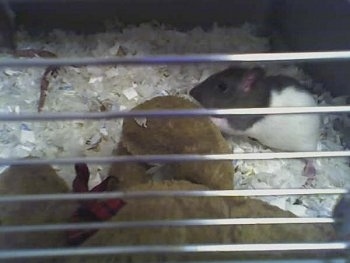 A black and white rat is standing in its cage next to a stuffed plush teddy bear toy.