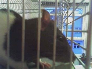 Close up upper half - A black and white Rat is looking to the right out of the cage it is in.