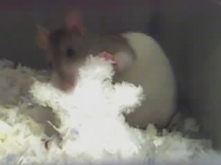 A grey and white Rat is standing in the back of a cage building a nest with the bedding.