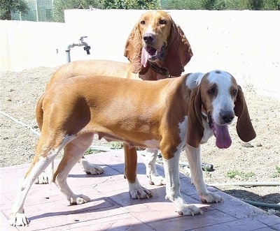 Two tan with white large hound looking dogs with big, wide, long soft drop ears are standing on a brick porch, they both are panting and they are looking forward.