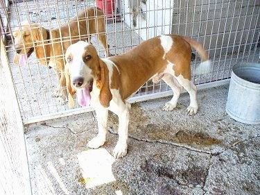 Two tan with white large hound looking dogs are standing on a concrete surface and they are in there own individual large sized cages. Both of their mouths are open and tongues are out. They have long tails and long drop ears that hang way down to the sides.