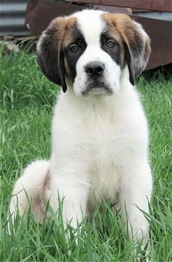 white st bernard looking dog