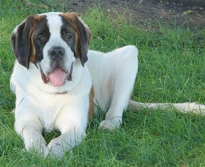 Front view - A huge brown and white with black Saint Bernard is laying in grass, it is looking forward and it is panting. The dog has a very big head.