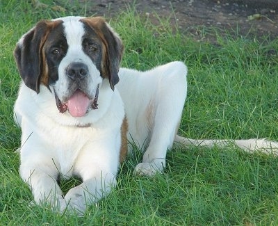 A huge, thick-bodied, white with brown and black short haired Saint Bernard dog is laying outside in grass. Its mouth is open and tongue is out. It has extra skin around its lips and neck.