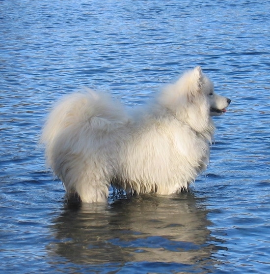 The right side of a wet, thick coated, white Samoyed dog that is standing in a body of water and it is looking to the right.