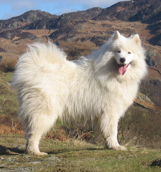 big white fluffy dog samoyed