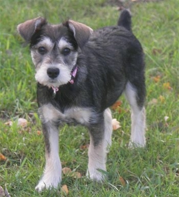Front view - A black with white and tan Schnocker puppy is walking down grass and it is looking forward. Its coat is shaved short with longer hair on its snout. Its ears are folded over in the front and its tail is docked short.