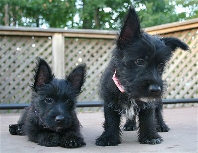 Two small puppies - A black with white Scoland Terrier puppy is laying down on a concrete porch and to the right of it is a black with white Scoland Terrier that is looking down.