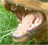 Close up - The sharp teeth of a puppy that has its mouth wide open.