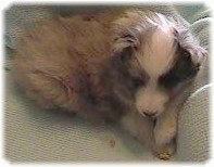 Close up - A grey and white with black Shetland Sheepdog puppy is laying across a blanket and it is looking down.