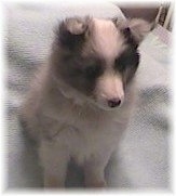 Close up - A grey and white with black Shetland Sheepdog puppy is sitting on a blanket looking down and to the right.