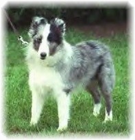 The left side of a grey and white with black Shetland Sheepdog puppy standing in grass, it is looking forward and its mouth is slightly open. It has a medium length coat.