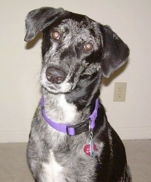 Close Up - A merle colored Aussiedor is sitting on a carpet with its head tilted to the right and it is looking forward.