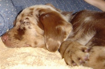 Close up - The left side of a brown merle Aussiedor puppy that is sleeping on a blanket, on a couch.