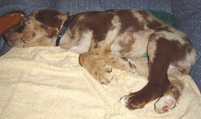 The left side of a brown merle Aussiedor puppy that is sleeping on a couch, on top of a blanket.