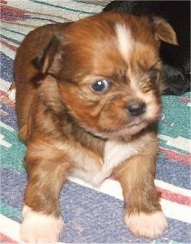 Close up - A brown with white ShiChi puppy is laying on a blanket, its head is turned to the right, but it is looking forward.