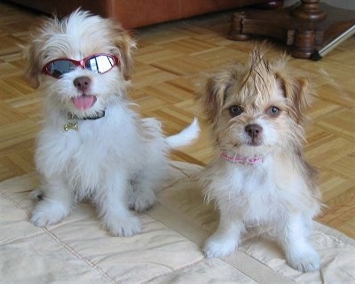 chihuahua cross with shih tzu