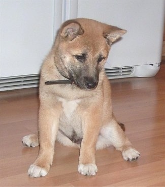 A tan and black Shiba Inu puppy is sitting on a hardwood floor, it is looking down and towards the right. It has white tipped paws, small perk ears and a black muzzle.