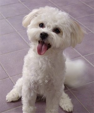 Shih-Mo Dog Breed Information and Pictures