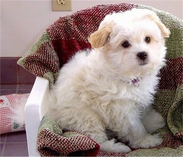 A fluffy little white Shih-Mo puppy is sitting across a plastic white chair that has a maroon and green blanket covering it. The puppy is looking to the right.